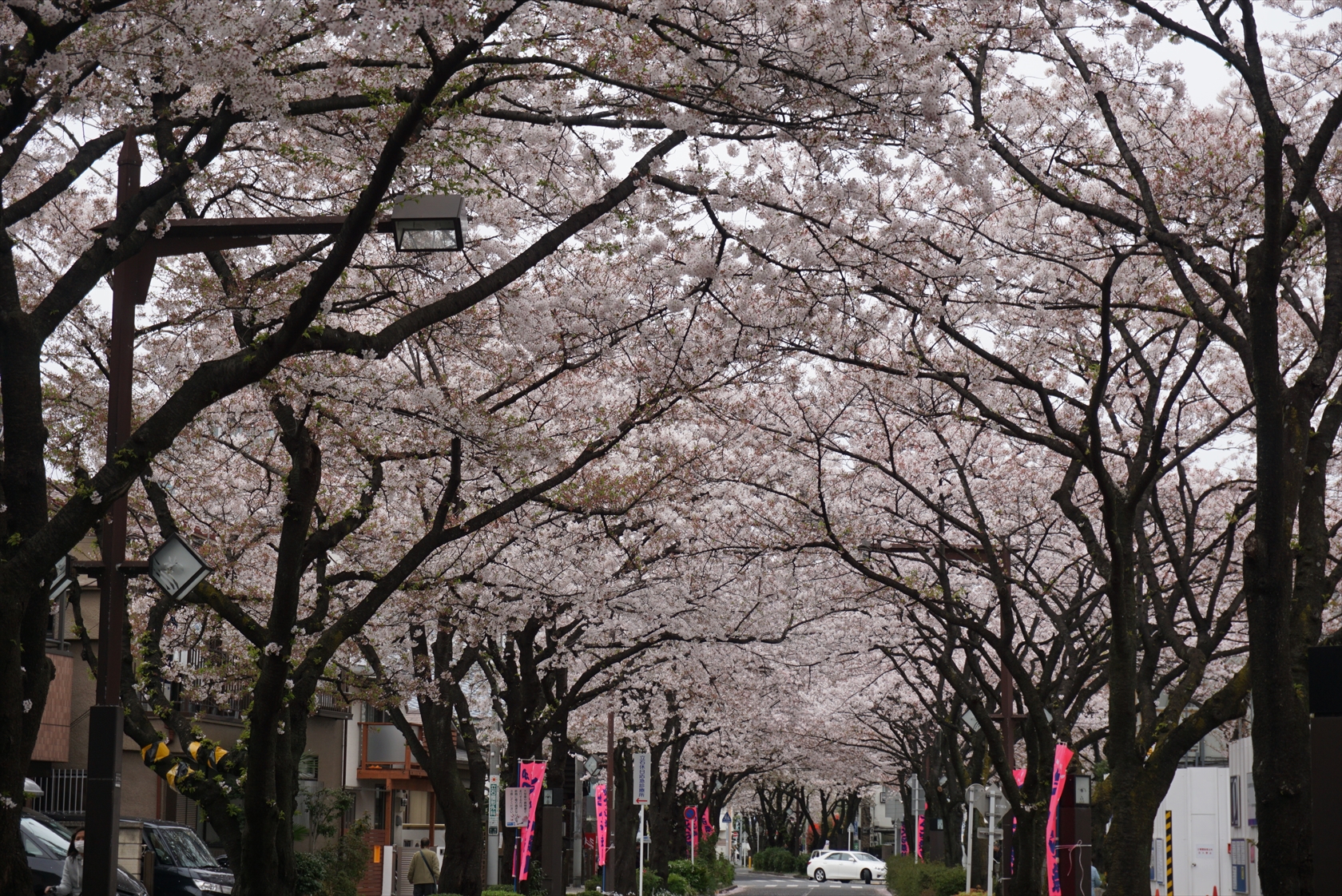 プレミアムおまかせオートで桜撮影