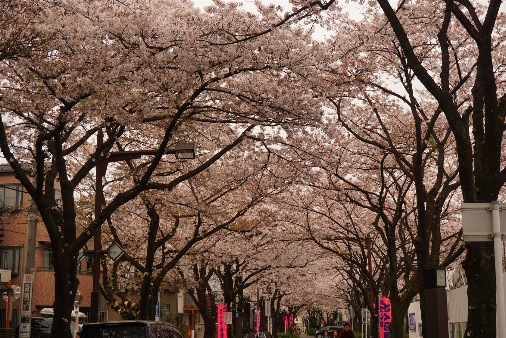 おまかせオート＋マイフォトスタイルで桜撮影